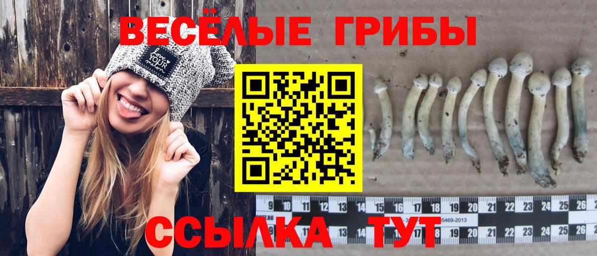 Псилоцибиновые грибы Psilocybe Полысаево